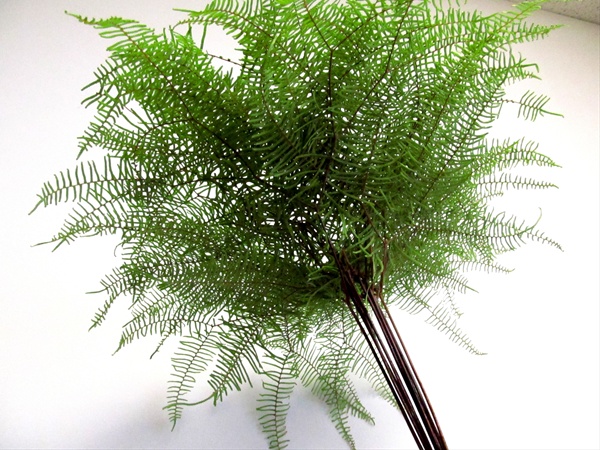 Sea Star Fern - Australia/New Zealand Foliages - Greens, Foliages and